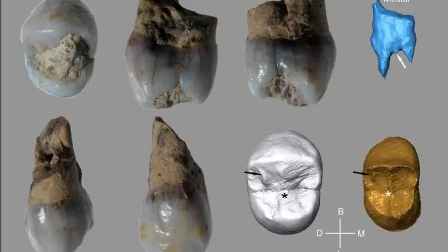 piezas dentales halladas en la cueva catalana. (Foto: web)