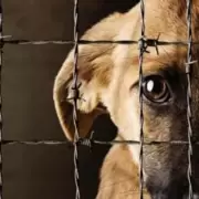 Ley Ágata: un grito contra el maltrato animal que busca justicia