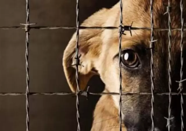 Maltrato animal