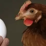 Se acab� el misterio: aqu� te contamos qu� fue primero, si el huevo o la gallina