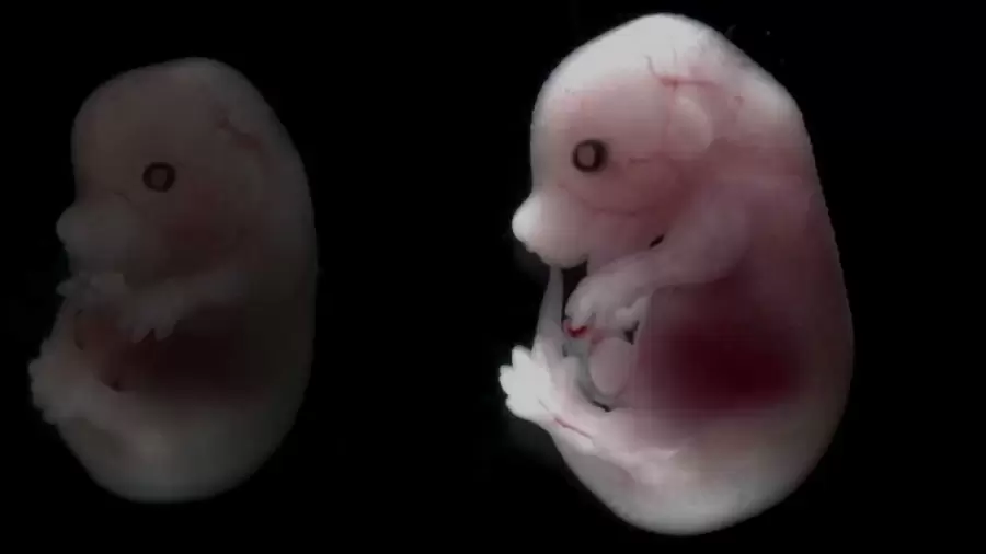 Embri�n de rat�n. La Chronosphera Perkinsii brinda informaci�n del compuesto celular, muy anterior a la presencia de los animales en la Tierra.