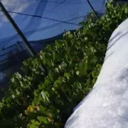 Video: intensa precipitación de granizo castigó parte de San Martín