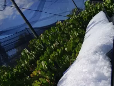 La manga de granizo acumulada volte� una malla antigranizo en un vi�edo en el distrito de Alvo Verde.