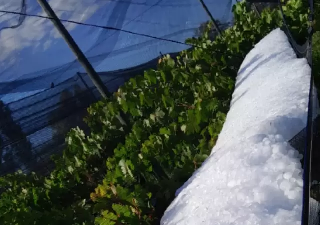 La manga de granizo acumulada volte� una malla antigranizo en un vi�edo en el distrito de Alvo Verde.