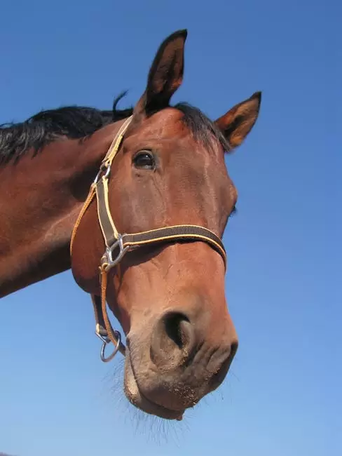 Caballo Marrón