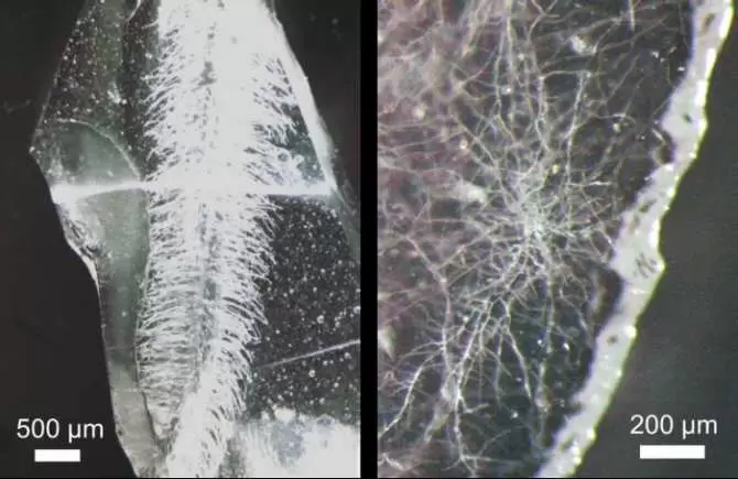 Estructura de vidrio con vasculatura construida a partir de un vegetal (izquierda) y a partir de un hongo (derecha). Imagen: