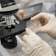 ¿Lo puedes creer? Cultivan raíces en vidrio en vez de hacerlo en la tierra