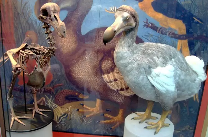 Dodo.