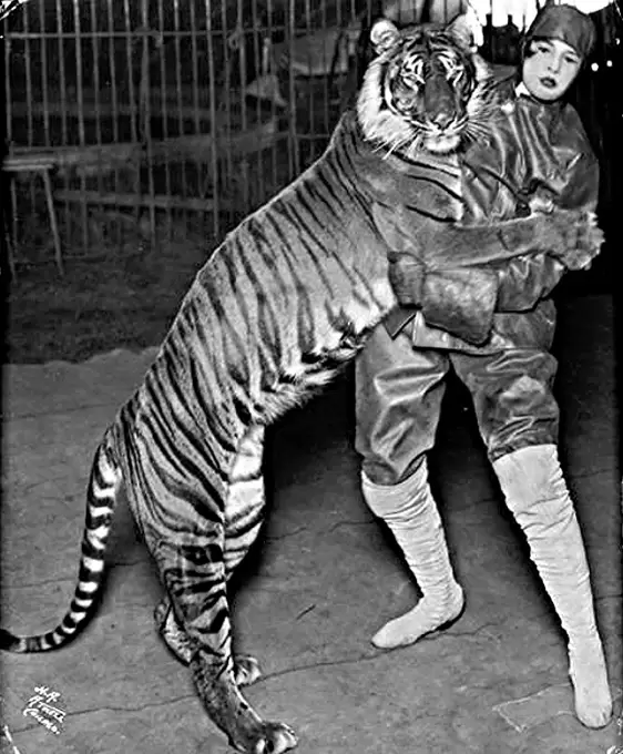 Tigre de Bali.