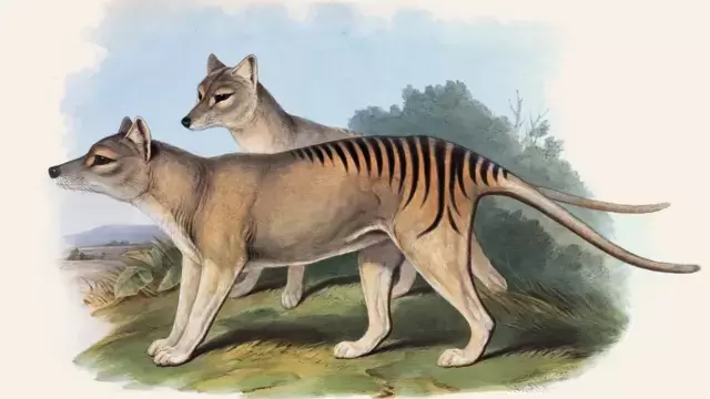 Tigre de Tasmania.
