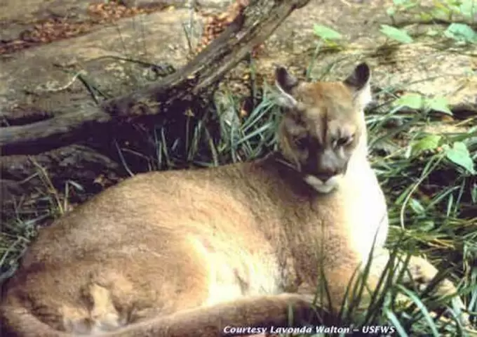 Puma oriental (EE. UU.)