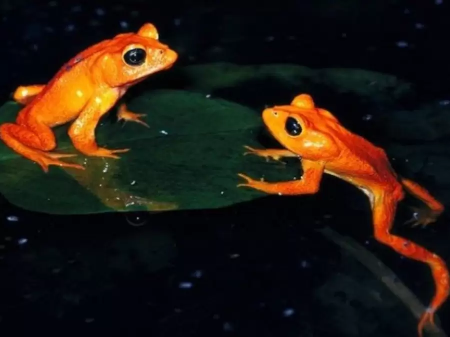 Sapo dorado.