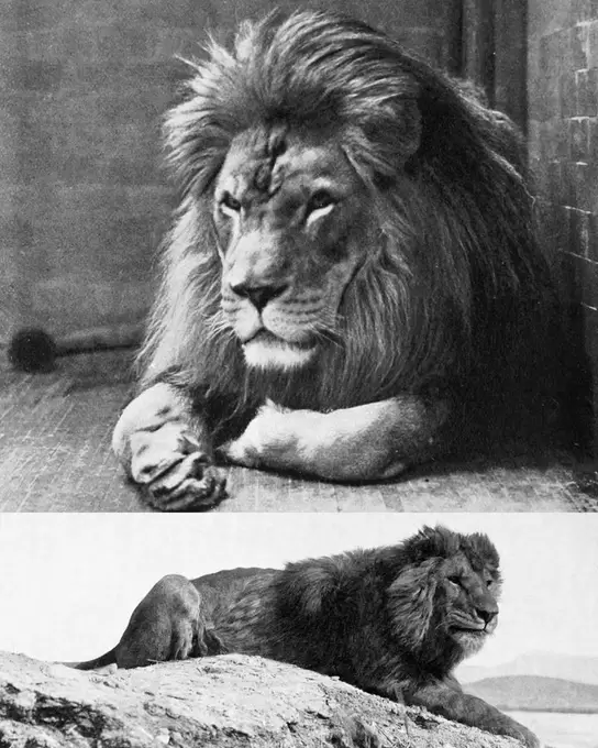 León de Berbería.