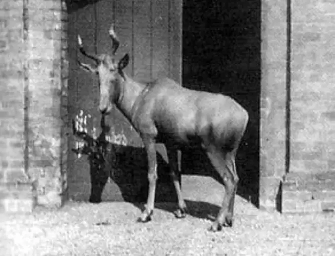 Antílope bubalino.