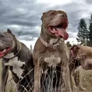Defensa extrema: dos hermanos enfrentaron a una jauría de pitbulls en Neuquén