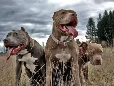 Defensa extrema: dos hermanos enfrentaron a una jaur�a de pitbulls en Neuqu�n