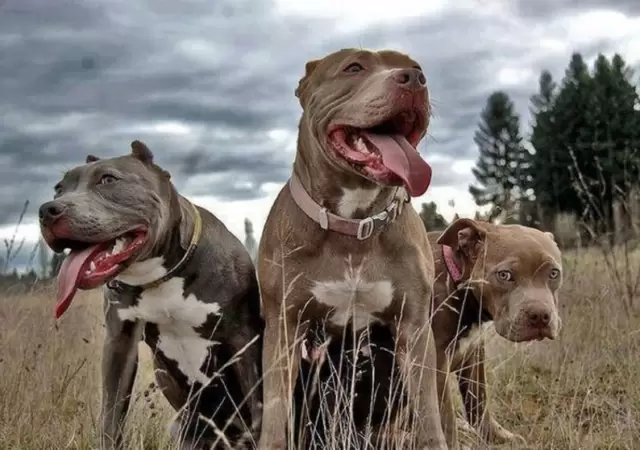 Defensa extrema: dos hermanos enfrentaron a una jaur�a de pitbulls en Neuqu�n