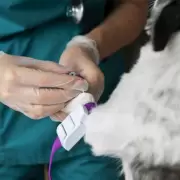 Perros y gatos donantes de sangre: cómo funciona esta práctica veterinaria