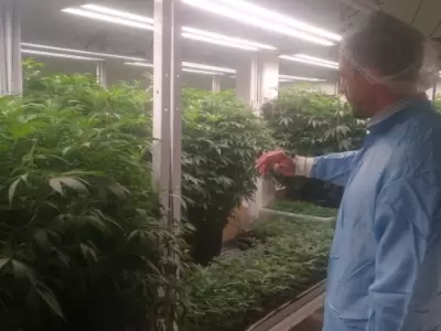 El proyecto de producci�n de cannabis medicinal inici� en Mendoza hace un a�o y medio.