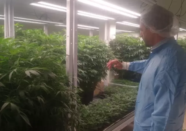 El proyecto de producci�n de cannabis medicinal inici� en Mendoza hace un a�o y medio.