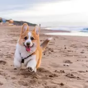 Vacunas, SENASA y costos: la lista definitiva para salir del pa�s con tu perro o gato este verano