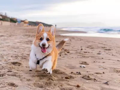 Vacaciones con mascotas