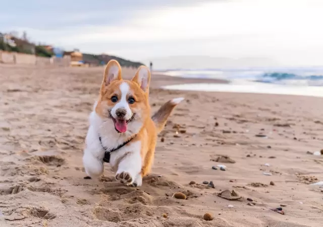 Vacaciones con mascotas