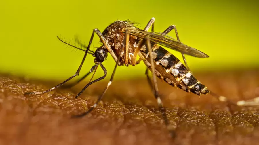 Adem�s del dengue, el aedes aegypti puede transmitir tambi�n la fiebre amarilla.