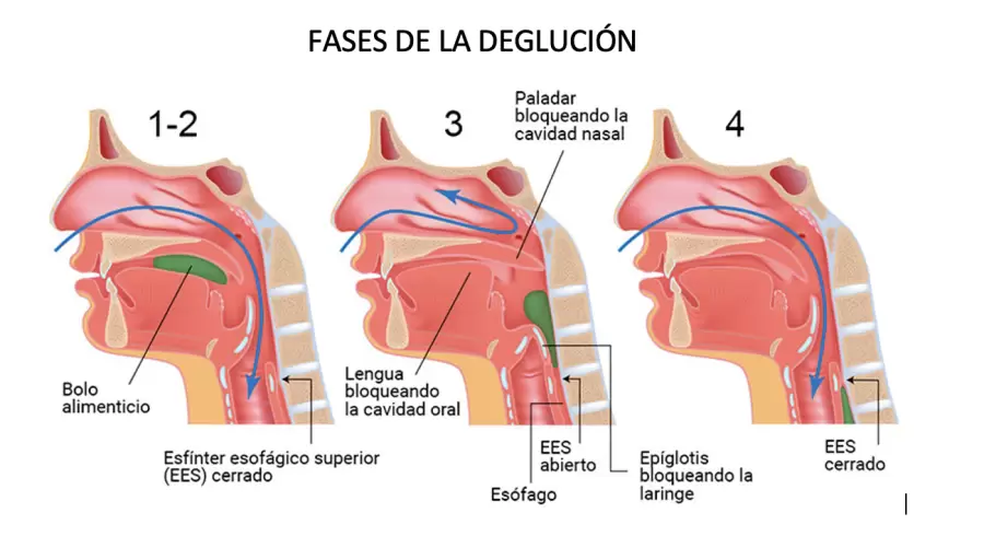 El proceso de "tragar".