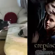 �La ten�as? Perro fan�tico de Crep�sculo, de lo m�s visto en el mundo