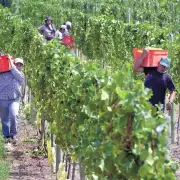 Vitivinicultura: obreros de vi�as exigen salarios por encima de la l�nea de pobreza