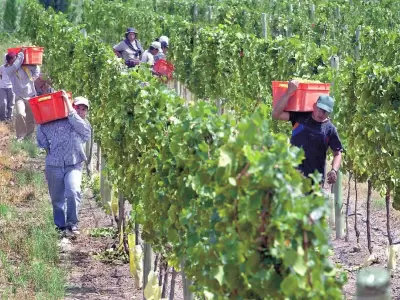 Trabajadores de vi�a en pie de lucha.
