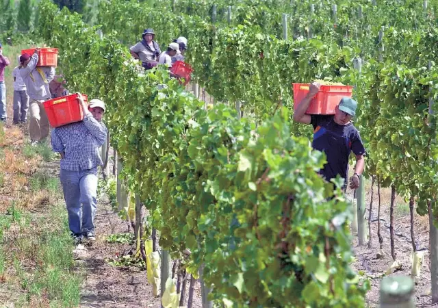 Trabajadores de vi�a en pie de lucha.