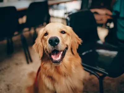 Cuidados necesarios para proteger a nuestras mascotas frente a la pirotecnia y el golpe de calor.