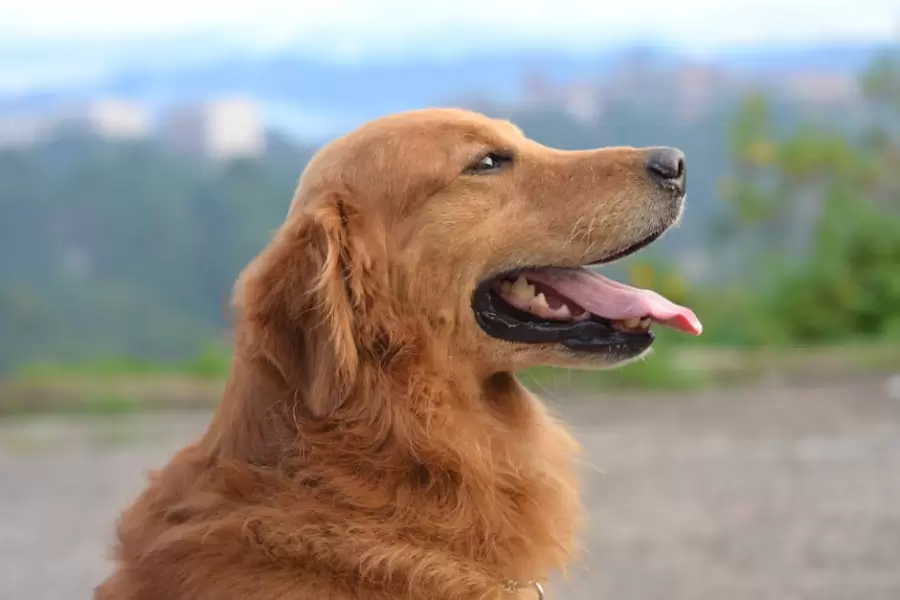 Fotograf�a De Enfoque Superficial De Un Golden Retriever