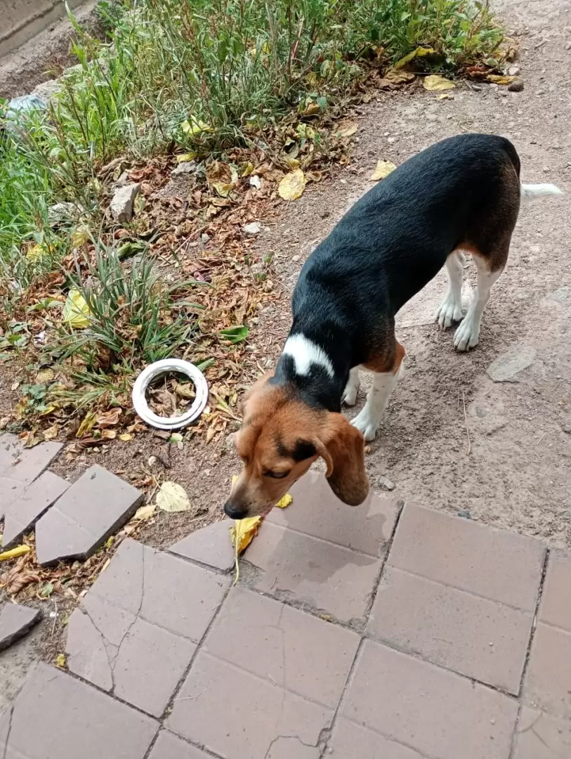 El perro recuperado
