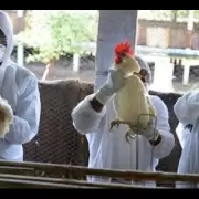 La temible gripe aviar H5N1 que afecta a humanos se detect� en EE.UU.