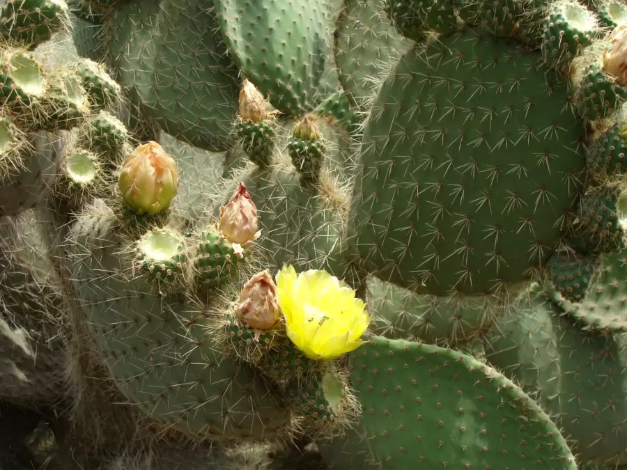 No exageremos con el riego. El cactus tiene una ra�z que, si lo llenamos de agua, terminar� pudri�ndose.