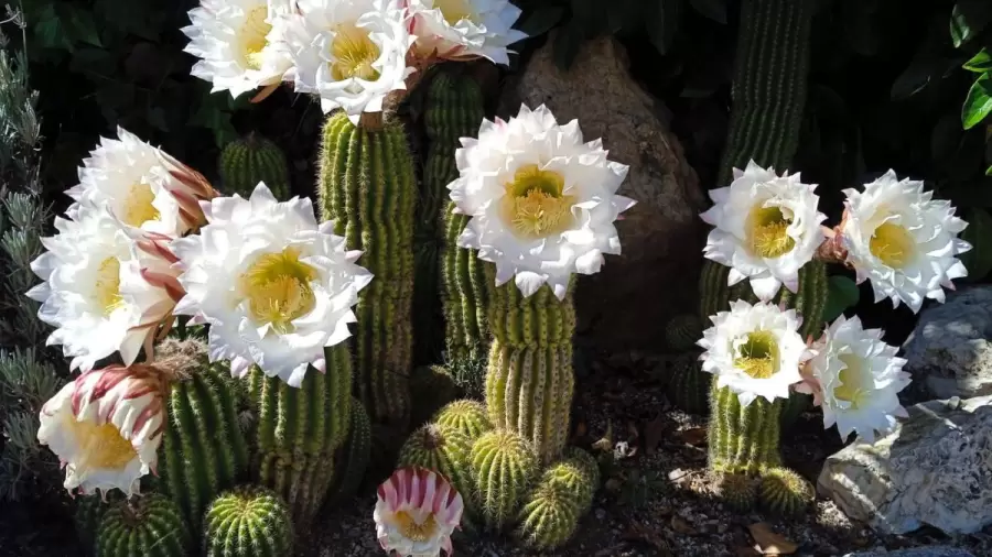 Detr�s de sus espinas (la Naturaleza es sabia, y se ahorra con eso el gasto de energ�a) se esconden sus flores. Los cactus y sus sorpresas.
