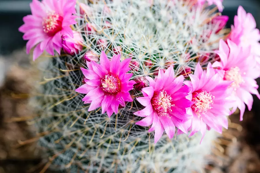 Potasio: el elemento esencial para nuestros cactus.