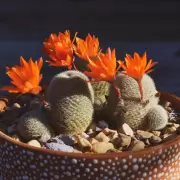 El truco ideal para que los cactus florezcan en macetas durante todo el año