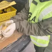 Lo pararon en un control policial y le descubrieron 150 patos en el baúl