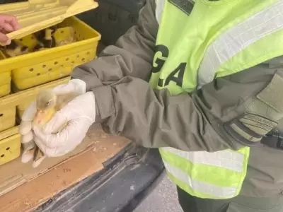Patos