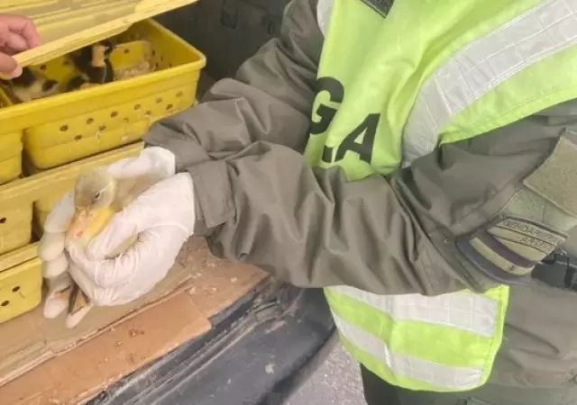 Patos