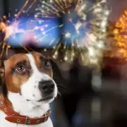 Pirotecnia y animales de compañía: cómo protegerlos durante las fiestas