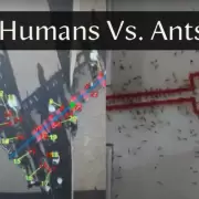 Hormigas vs. humanos: así probaron la inteligencia grupal de cada especie