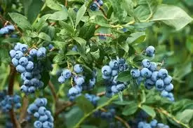 Arandanos,