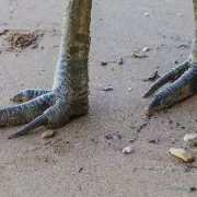 El monstruo alado de dos metros de altura y garras mortales