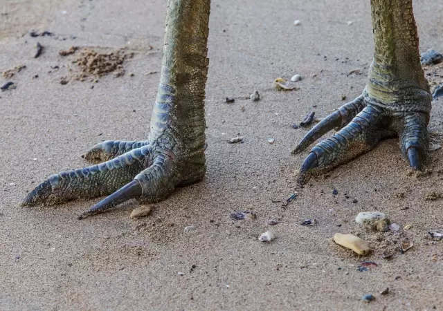 Foto: National Geographic