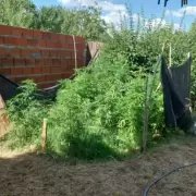 Mujer de 78 a�os ten�a en el patio de su casa 33 plantas de cannabis